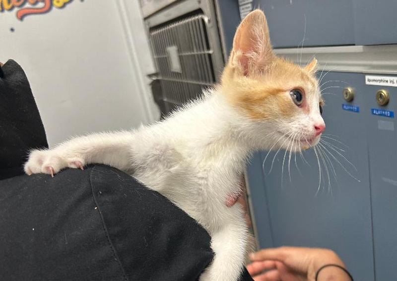 Hilton Hospital for Animals Lynbrook veterinary hospital